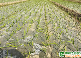 寒潮過后，蒜苗你還好嗎？ ()