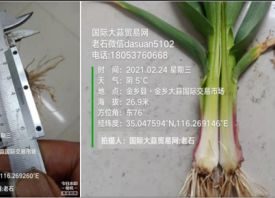 氣候反復無常、大蒜長勢有何影響？ ()