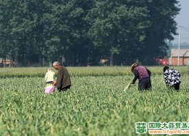 2021 早熟蒜薹、鮮蒜上市情況如何？ ()