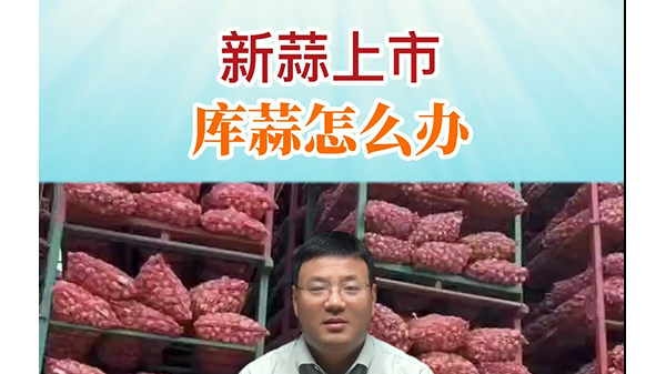 新蒜上市、庫(kù)蒜怎么辦？ ()