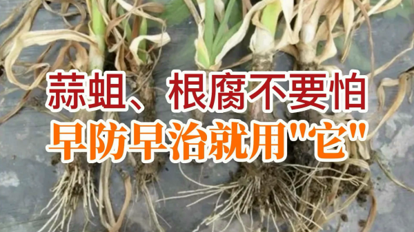 蒜蛆、根腐不要怕、早防早治就用“它” ()