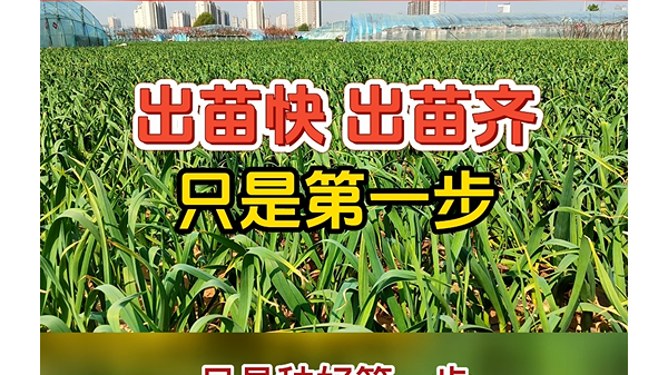 大蒜防草，苗前做好 ()