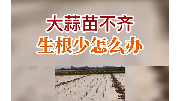 大蒜苗不齊、生根少怎么辦 ()